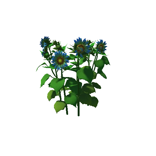 Flower_helianthus annuus03
